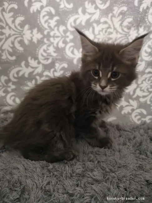 ID:1906-00871の子猫