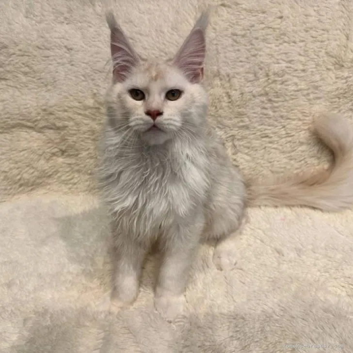 ID:2304-02431の子猫