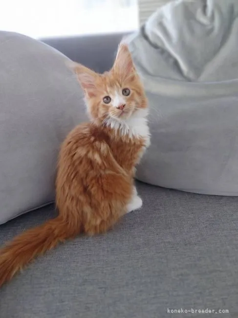 ID:2111-01330の子猫