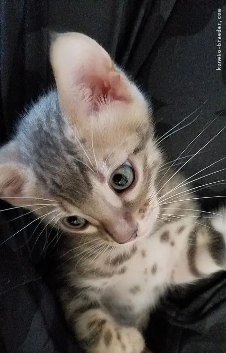 ID:1706-00859の子猫