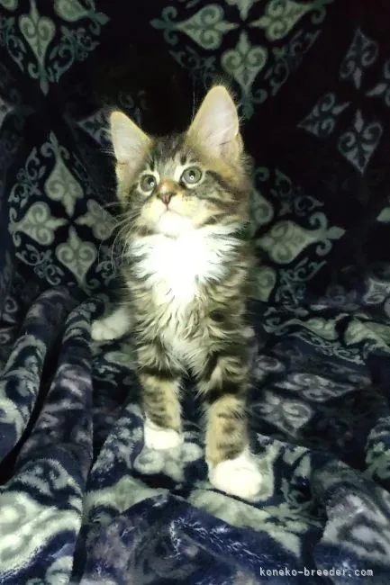 ID：2104-00288の子猫