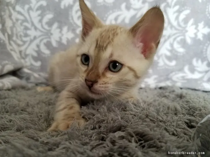 ID:1712-00345の子猫