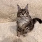 メインクーン【神奈川県・女の子・2022年10月3日・ブルークラシックタビー&ホワイト】の写真1