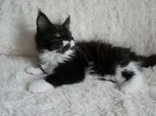 メインクーン【神奈川県・男の子・2021年9月16日・ブラック&ホワイト】の写真4