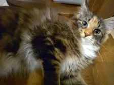 メインクーン【神奈川県・女の子・2021年1月18日・ブラウントービー&ホワイト】の写真5