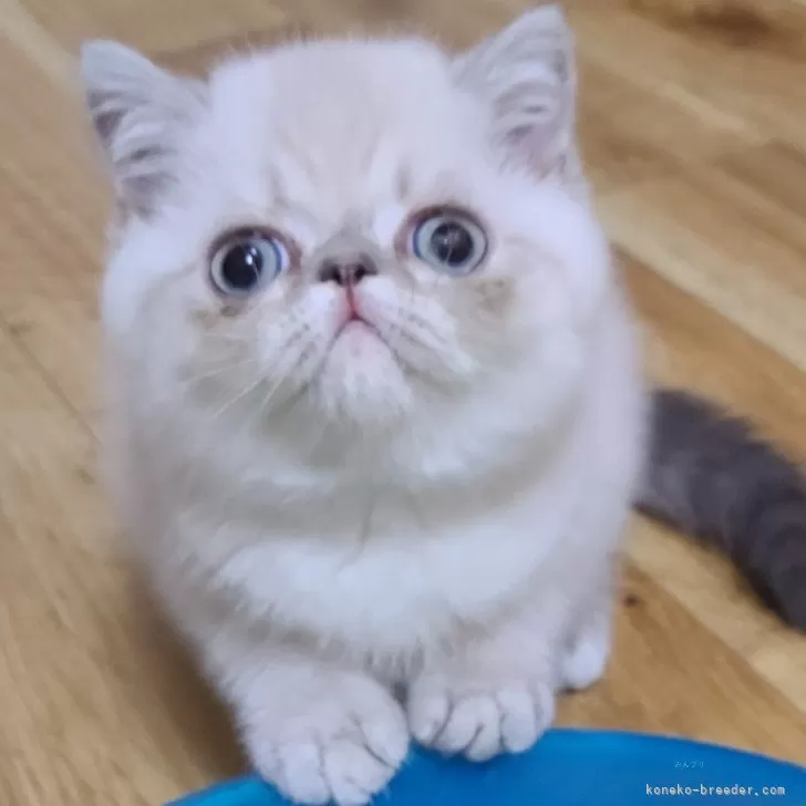 ID:2405-02559の子猫