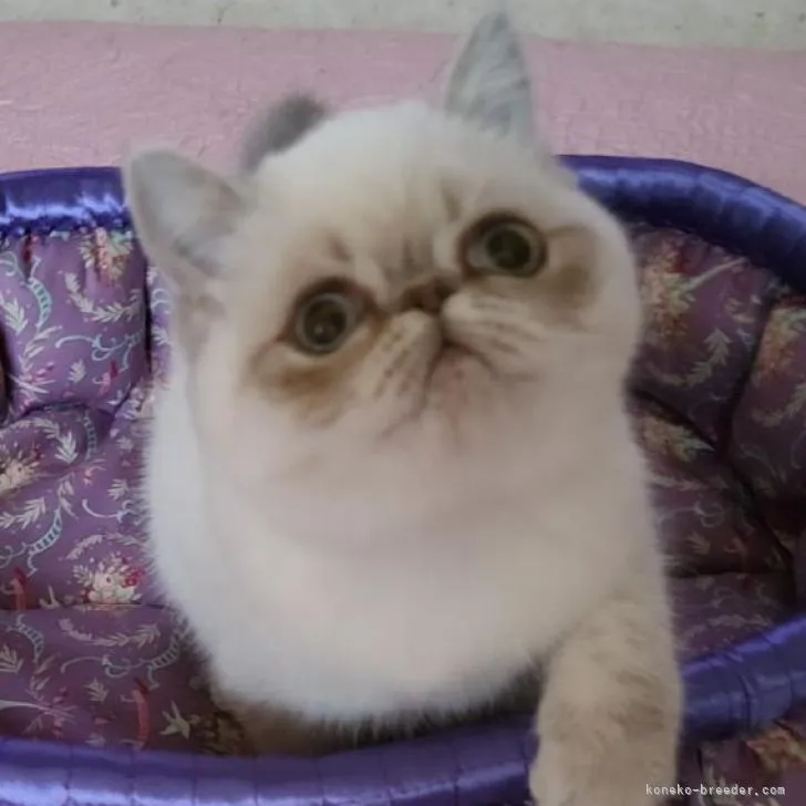 ID：2212-01131の子猫