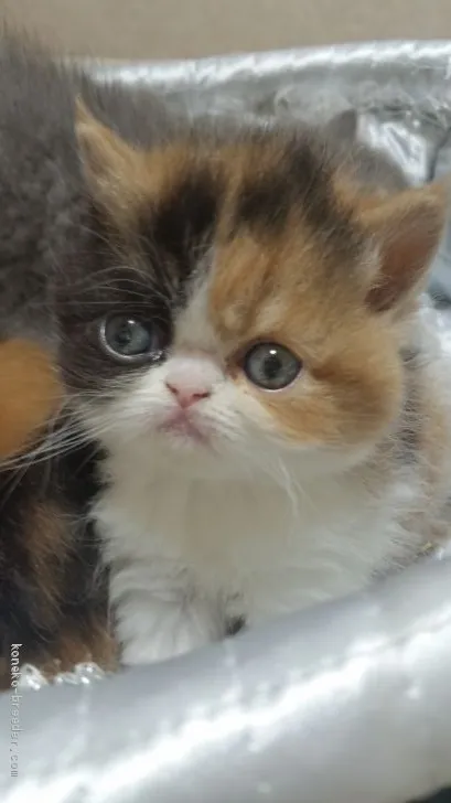 ID：2006-01716の子猫