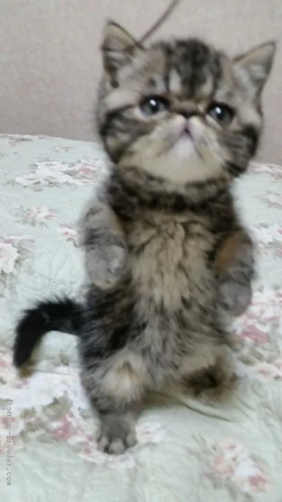 ID：1911-01795の子猫