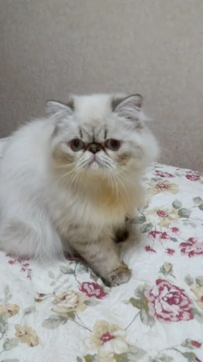 ID：1907-00950の子猫