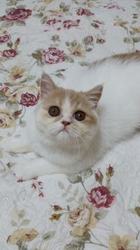 エキゾチックショートヘア【神奈川県・女の子・2019年4月5日・クリーム アンド ホワイト】の写真「明るいカラーと大きな目がチャームポイントです。」