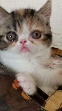 エキゾチックショートヘア【神奈川県・女の子・2020年4月2日・ブラウン パッチド タビー & ホワイト】の写真「人懐っこい、優しい女の子です」