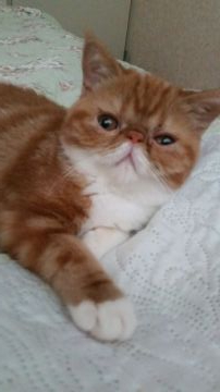 エキゾチックショートヘア【神奈川県・女の子・2019年4月5日・レッドタビー アンド ホワイト】の写真「人懐こく 短いお鼻のファニーフェイスちゃんです。」