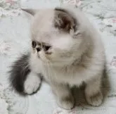 エキゾチックショートヘア【神奈川県・男の子・2023年6月29日・ブルーリンクスポイント】の写真2