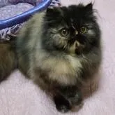 エキゾチックショートヘア【神奈川県・女の子・2022年8月18日・トーティ】の写真3