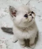 エキゾチックショートヘア【神奈川県・男の子・2023年6月29日・ブルーリンクスポイント】の写真3