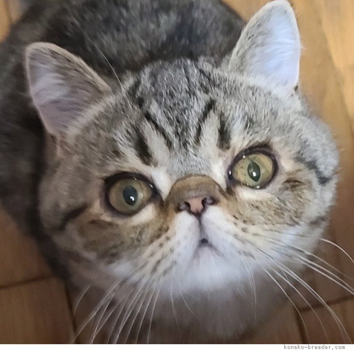 ブリーダー画像