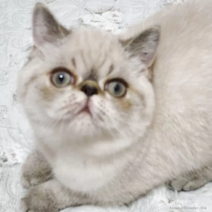 ID：2502-02069の子猫