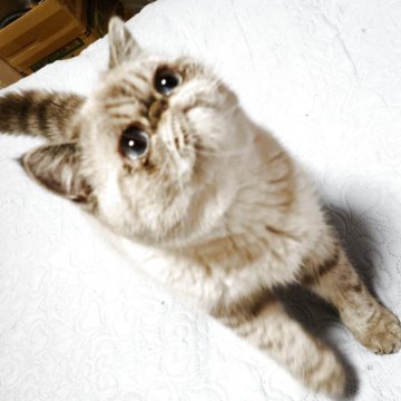 エキゾチックショートヘア【神奈川県・男の子・2025年2月14日・ブルーリンクスポイント】の写真「青い目の男の子です」