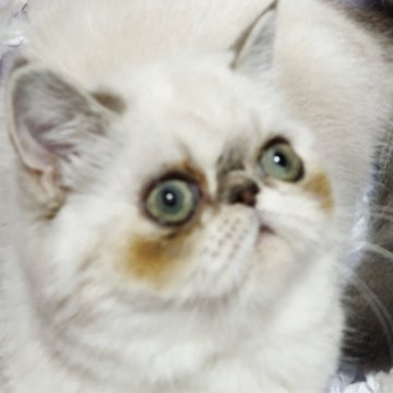 エキゾチックショートヘア