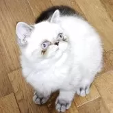 エキゾチックショートヘア