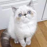 エキゾチックショートヘア