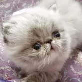 エキゾチックショートヘア