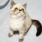 エキゾチックショートヘア
