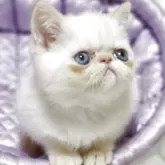 エキゾチックショートヘア