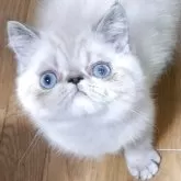 エキゾチックショートヘア