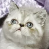 エキゾチックショートヘア