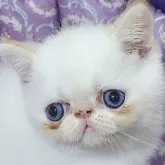 エキゾチックショートヘア