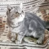 エキゾチックショートヘア【神奈川県・女の子・2025年7月9日・ブルータビー】の写真2