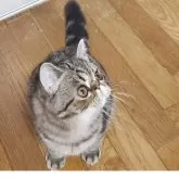 エキゾチックショートヘア【神奈川県・男の子・2025年6月8日・ブラウンタビー】の写真4