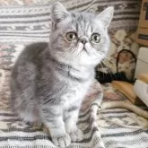 エキゾチックショートヘア【神奈川県・女の子・2025年7月9日・ブルータビー】の写真3