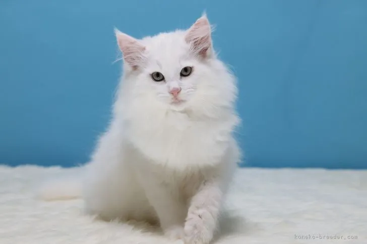 ID：2110-00399の子猫