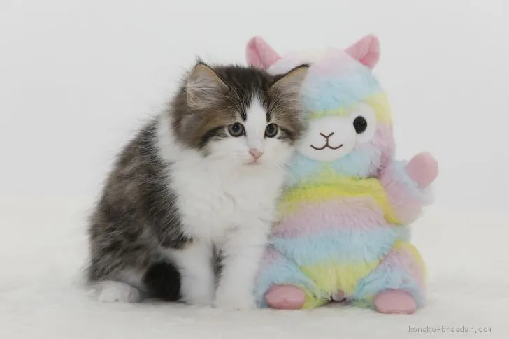 ID：1906-00790の子猫
