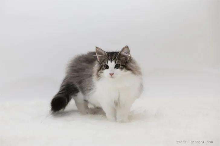 J.S 様のお迎えした子猫