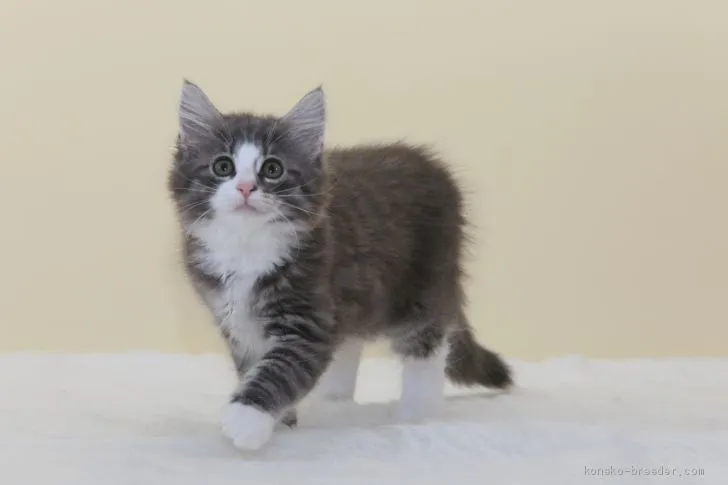 ID：1906-02211の子猫