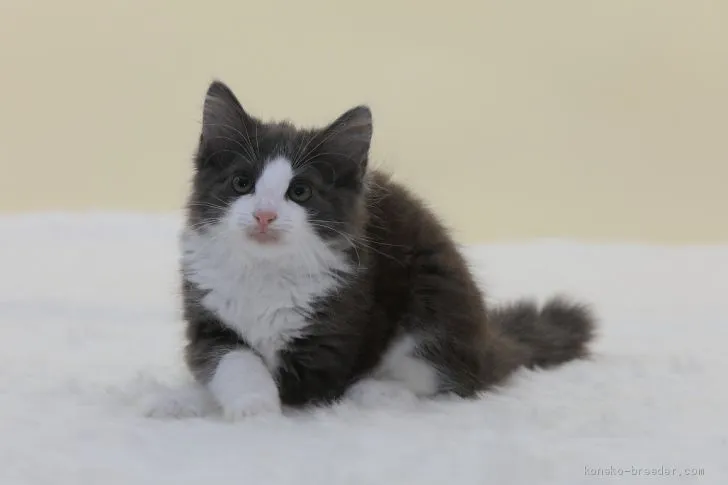 ID：1906-02214の子猫