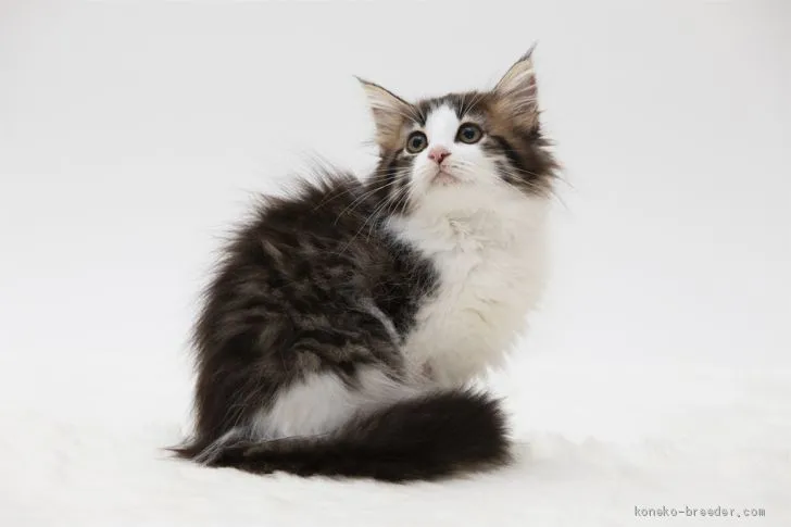 ID:1910-00749の子猫
