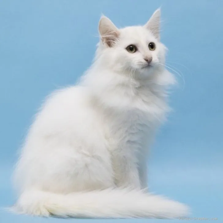 ID：2310-01755の子猫