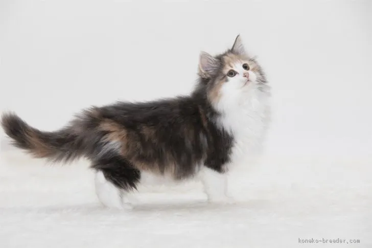 ID：2002-01004の子猫