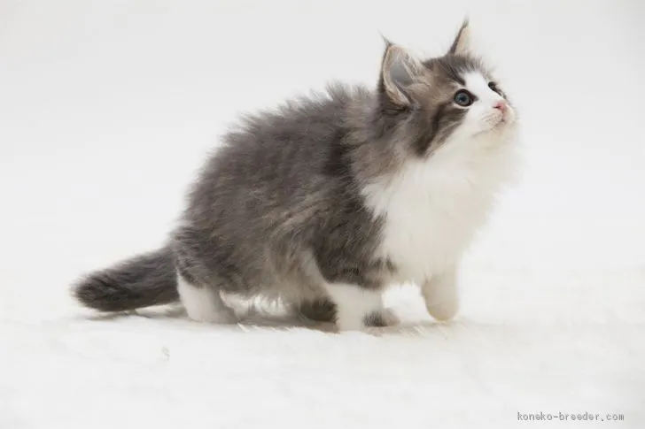 ID:1910-00752の子猫