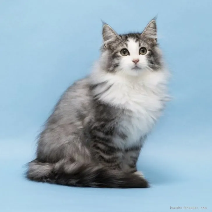 ノルウェージャンフォレストキャット【埼玉県・男の子・2023年6月27日・シルバー マッカレル タビー アンド ホワイト】の写真1