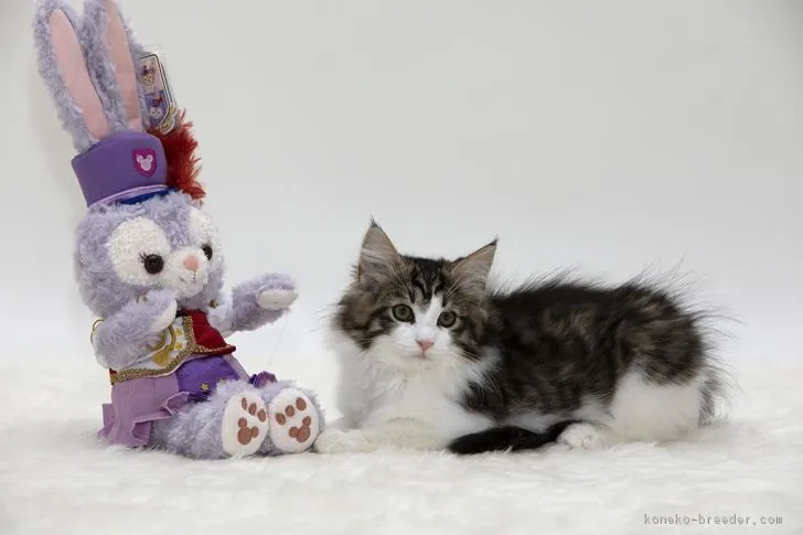 ID：1809-00360の子猫