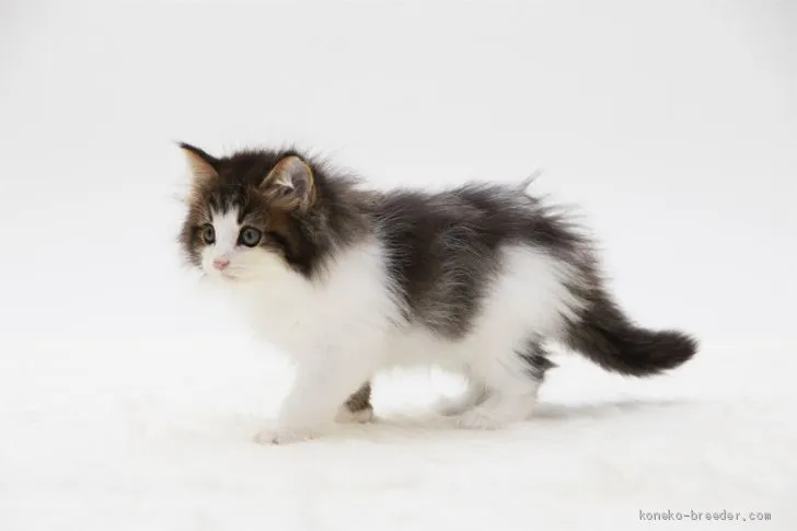 ID：1910-00750の子猫