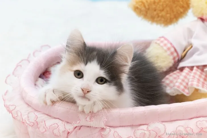 ID:2104-00744の子猫