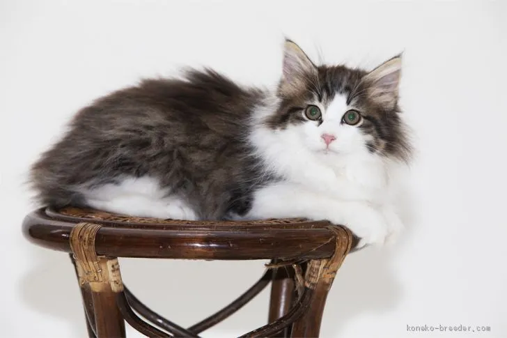 ID:1910-00748の子猫