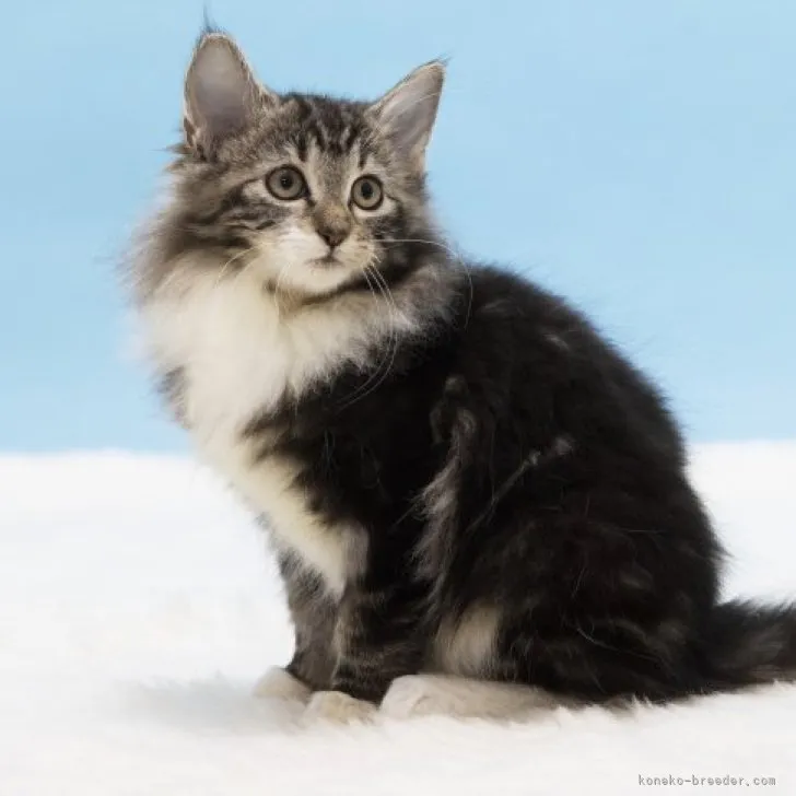 ID:2304-00002の子猫